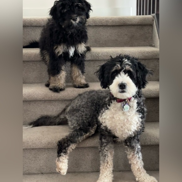 Meet your Posher, Katrina - Picture 3 of 5